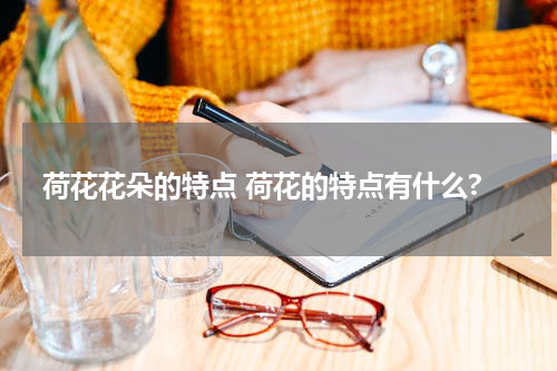 荷花花朵的特点 荷花的特点有什么?