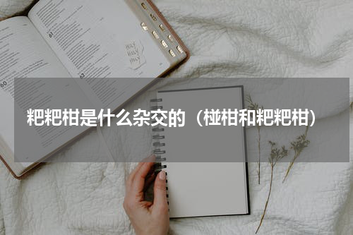 粑粑柑是什么杂交的（椪柑和粑粑柑）