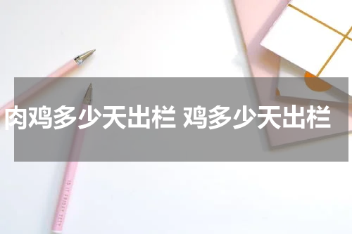 肉鸡多少天出栏 鸡多少天出栏