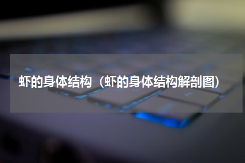 虾的身体结构（虾的身体结构解剖图）