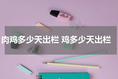 肉鸡多少天出栏 鸡多少天出栏
