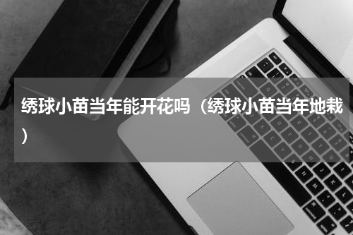 绣球小苗当年能开花吗（绣球小苗当年地栽）