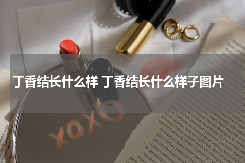 丁香结长什么样 丁香结长什么样子图片