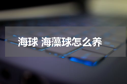 海球 海藻球怎么养