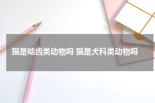 猫是啮齿类动物吗 猫是犬科类动物吗
