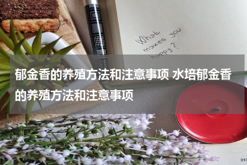郁金香的养殖方法和注意事项 水培郁金香的养殖方法和注意事项
