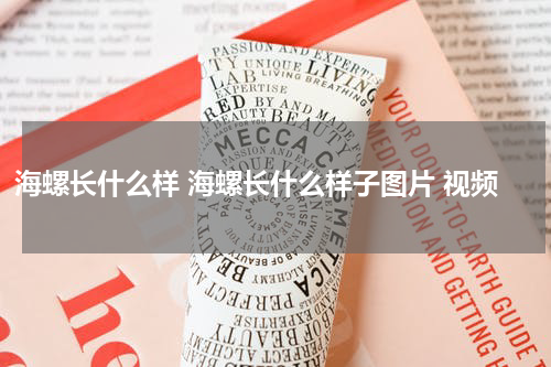 海螺长什么样 海螺长什么样子图片 视频