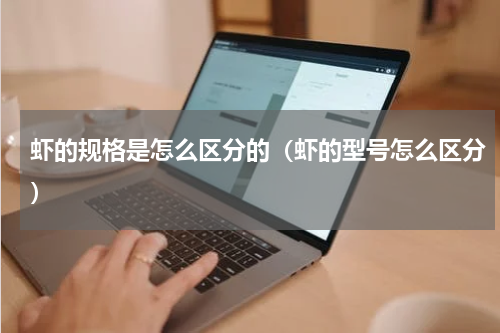 虾的规格是怎么区分的（虾的型号怎么区分）