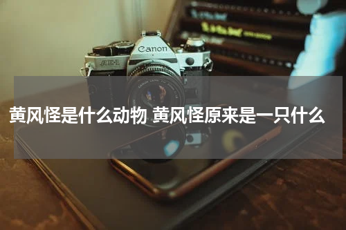 黄风怪是什么动物 黄风怪原来是一只什么