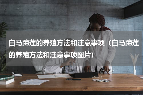 白马蹄莲的养殖方法和注意事项（白马蹄莲的养殖方法和注意事项图片）
