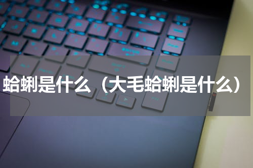 蛤蜊是什么（大毛蛤蜊是什么）