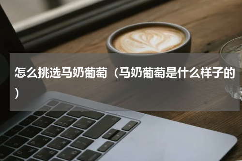 怎么挑选马奶葡萄（马奶葡萄是什么样子的）