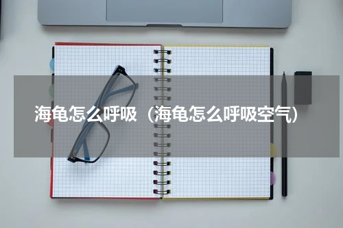 海龟怎么呼吸（海龟怎么呼吸空气）