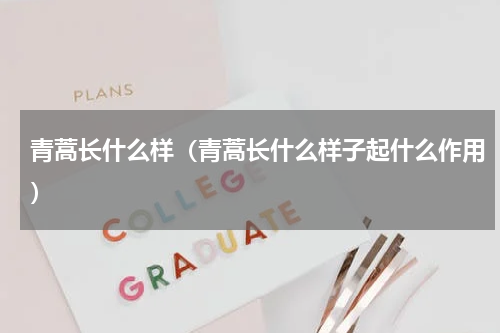 青蒿长什么样（青蒿长什么样子起什么作用）