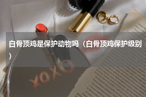 白骨顶鸡是保护动物吗（白骨顶鸡保护级别）