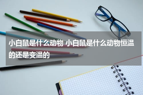 小白鼠是什么动物 小白鼠是什么动物恒温的还是变温的