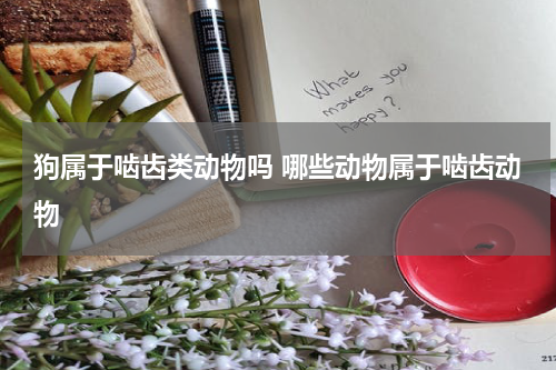 狗属于啮齿类动物吗 哪些动物属于啮齿动物