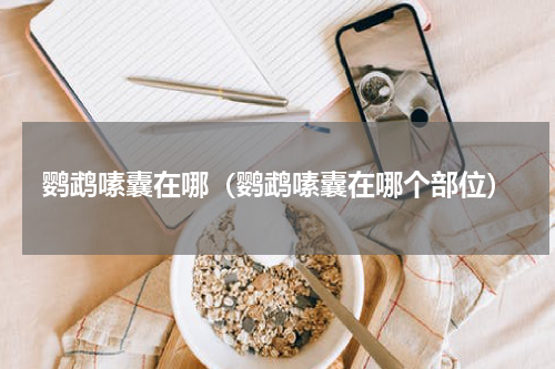 鹦鹉嗉囊在哪（鹦鹉嗉囊在哪个部位）