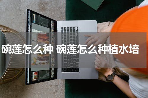 碗莲怎么种 碗莲怎么种植水培