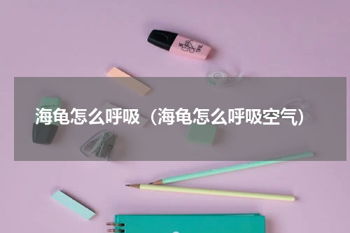 海龟怎么呼吸（海龟怎么呼吸空气）