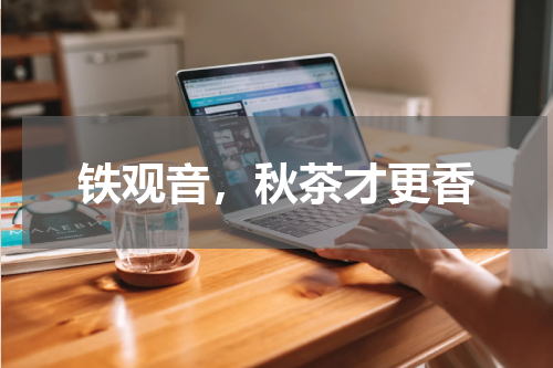 铁观音，秋茶才更香